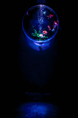 浮遊水泡