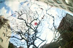 紅一点
