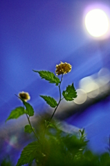 夜の太陽
