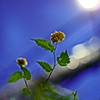 夜の太陽