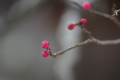 待ちわびて