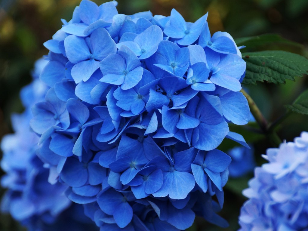 紫陽花