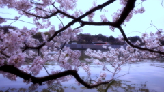 千鳥桜