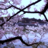 千鳥桜