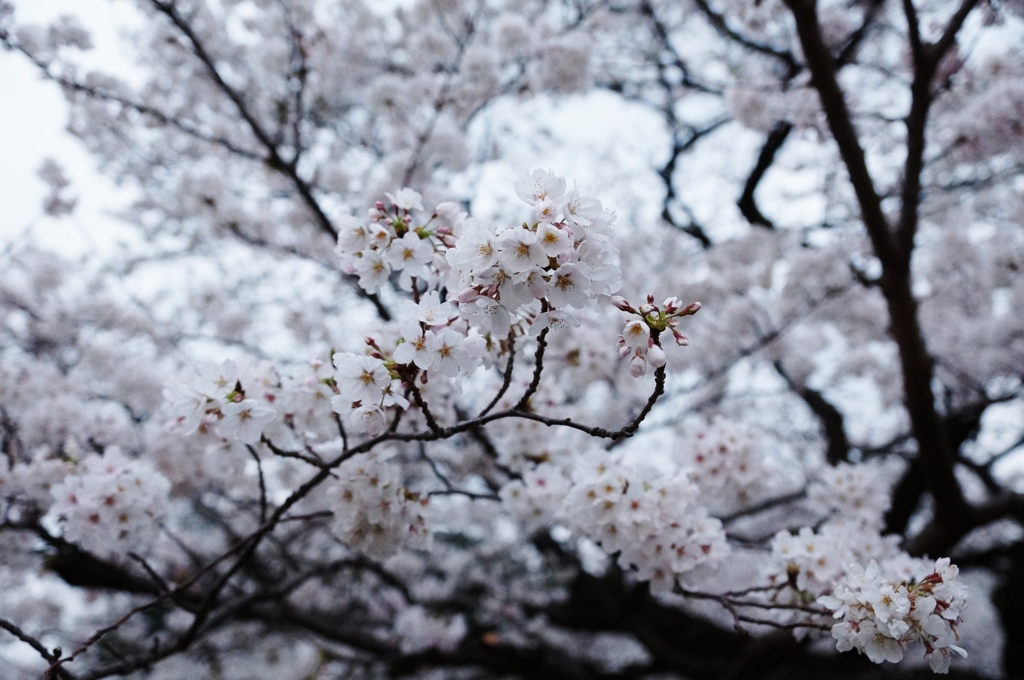 東京桜