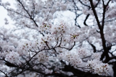 東京桜