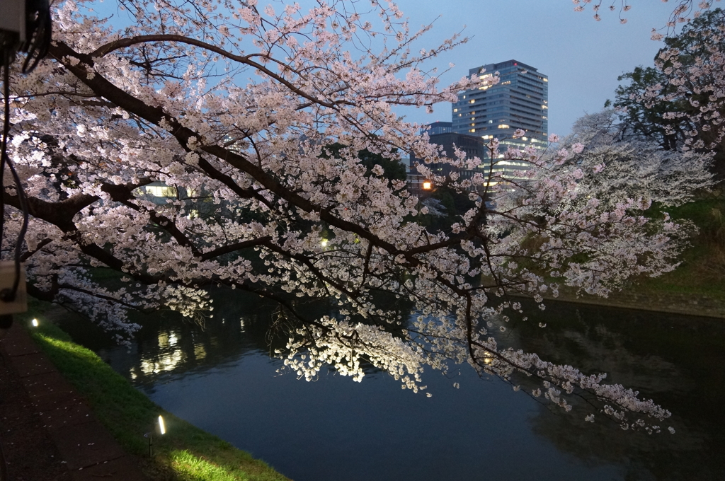 東京桜