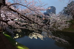 東京桜
