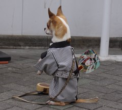 三社祭　壱