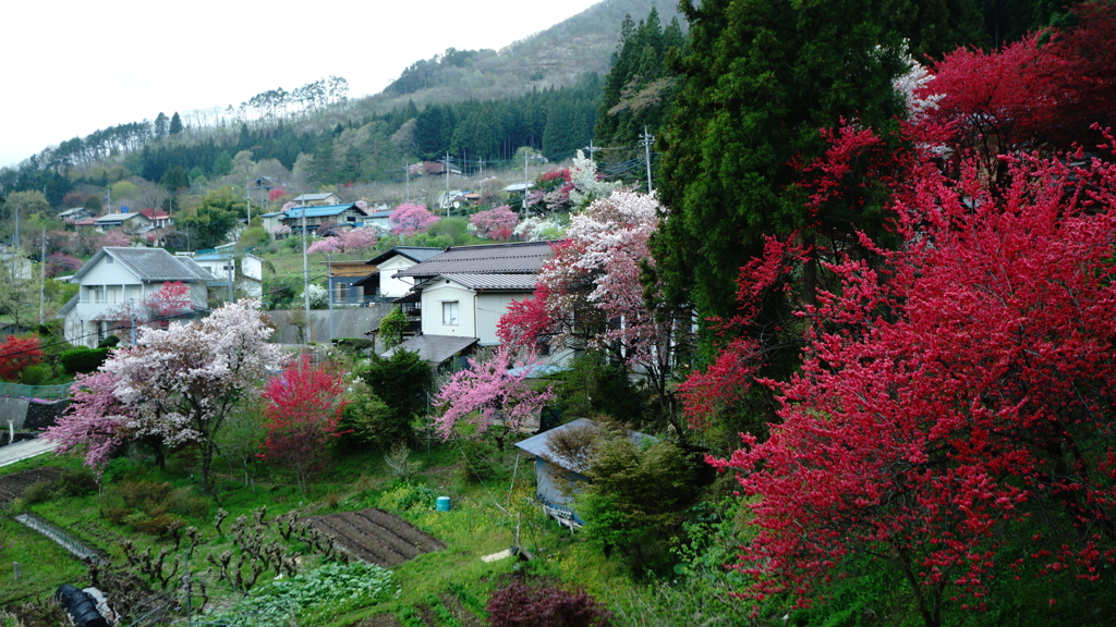 山里鮮やかに