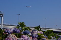 紫陽花と７８７