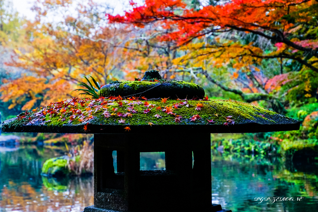 秋の落し物