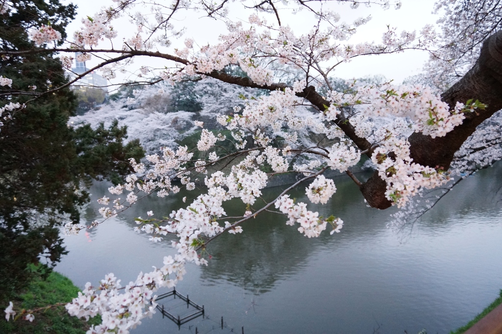 東京桜