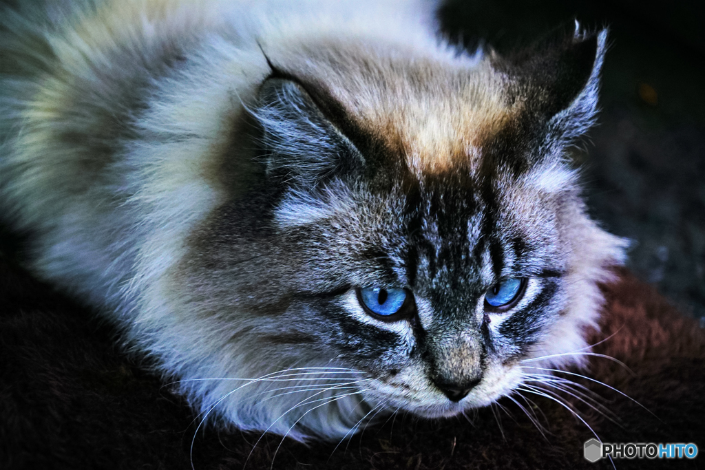 Blue eyes
