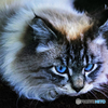 Blue eyes