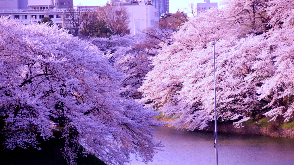 千鳥ヶ淵渓谷