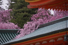 滝の如く