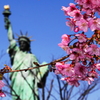 東京桜便り