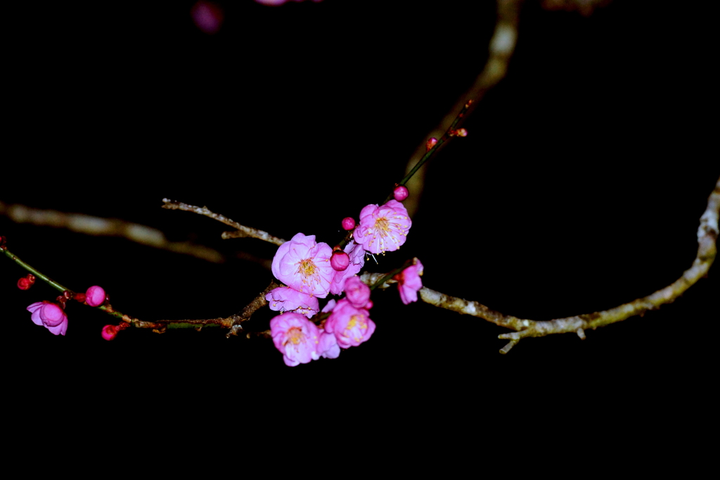 梅ごよみ