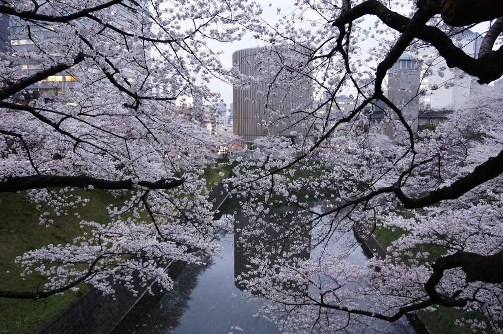 東京桜