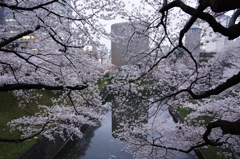 東京桜