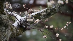 雪の寒梅