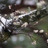 雪の寒梅