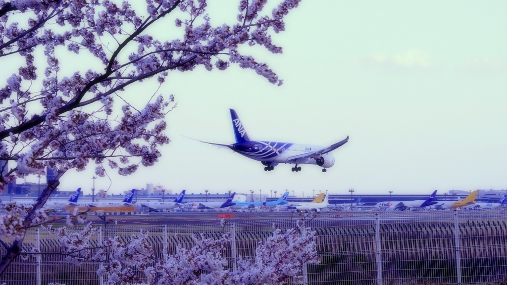 桜の風景