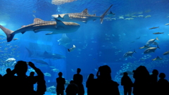 沖縄美ら海水族館