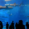 沖縄美ら海水族館