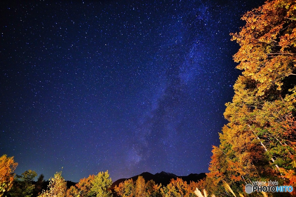 深夜の紅葉