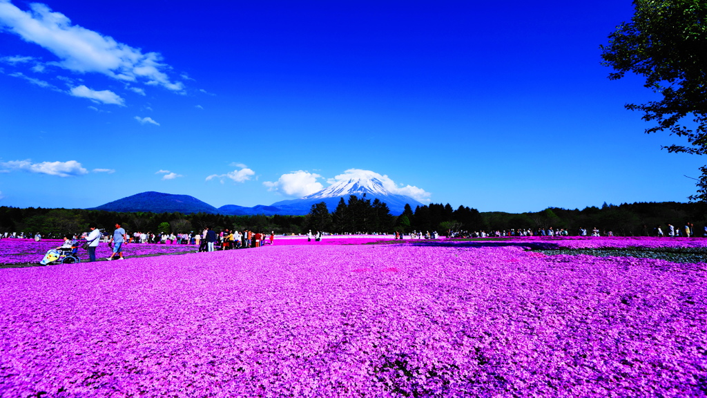 富士芝桜