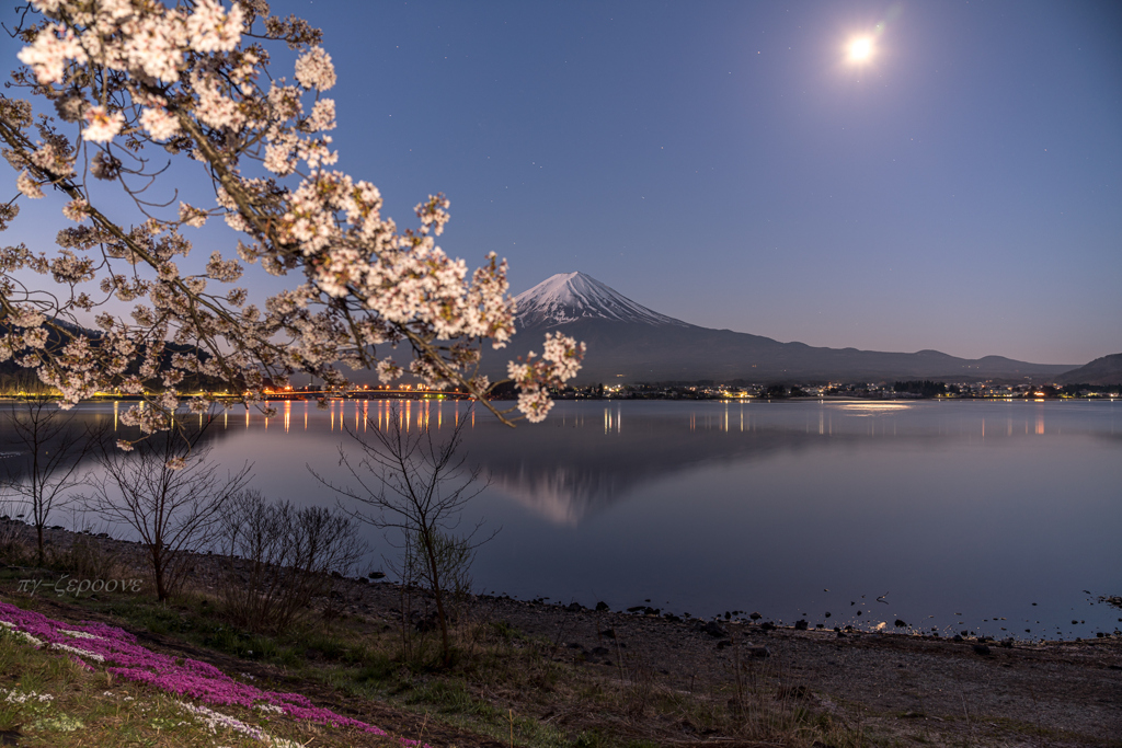 河口湖の春