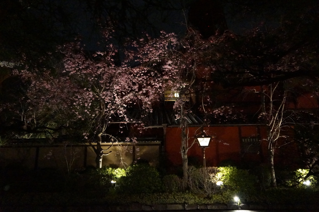 東京桜