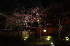 東京桜
