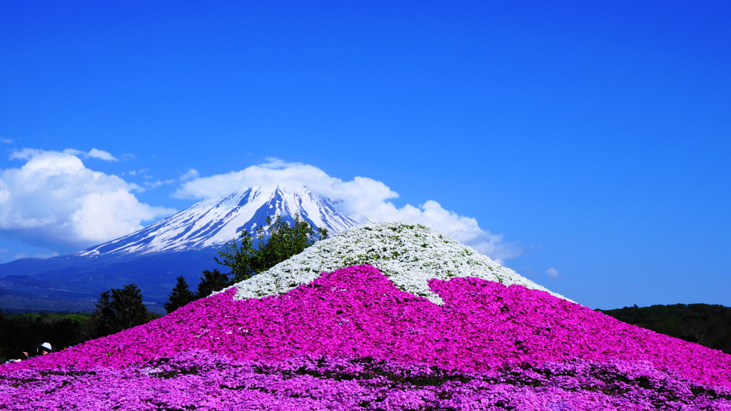 富士芝桜2