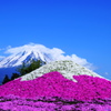 富士芝桜2