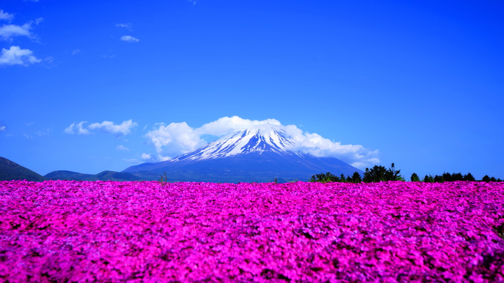 富士芝桜3