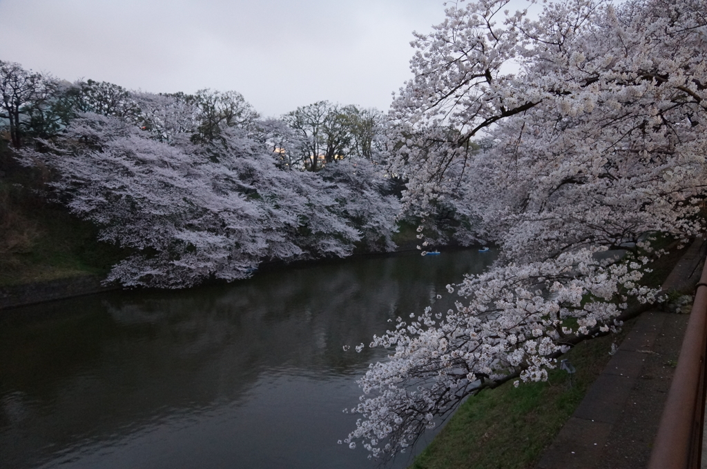 東京桜