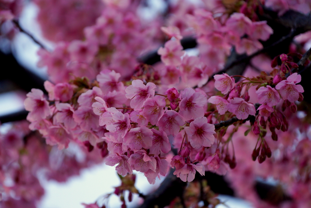 桜便り