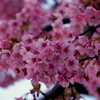 桜便り