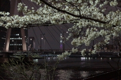 東京桜