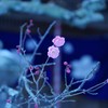 春を告げる紅梅
