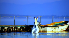 Harmony
