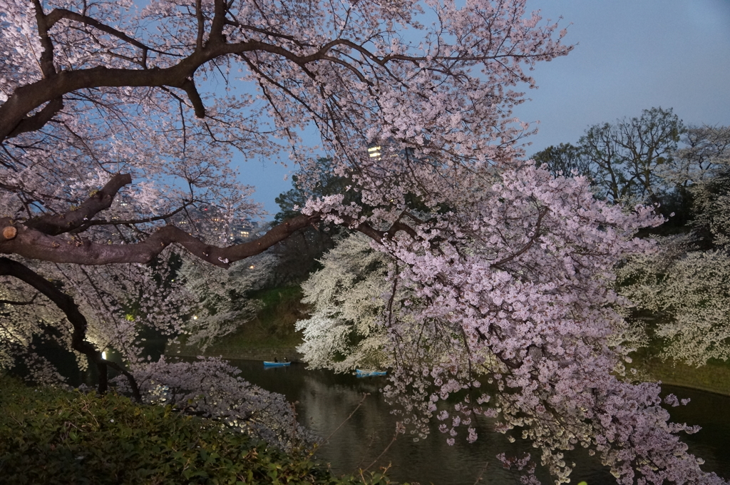 東京桜