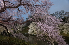 東京桜
