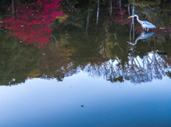 狙うは、紅の色。