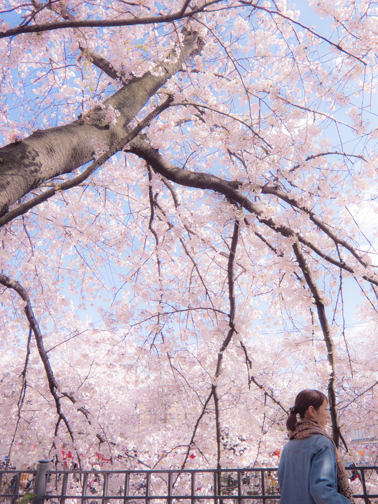 桜の下で。