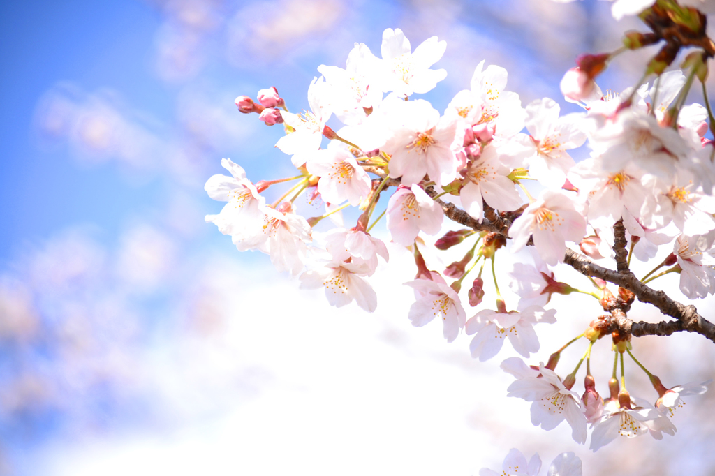 ２０１２　の　桜　