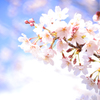 ２０１２　の　桜　